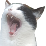 :screm_cat: