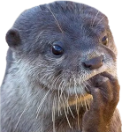 :AnxietyOtter: