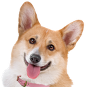 :corgi: