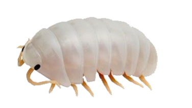 :isopod5: