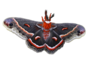 :moth: