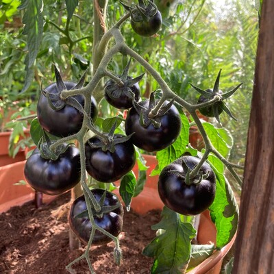 9 dark purple, almost black tomatoes hanging off a plant in the greenhouse.
