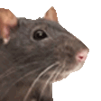 :rat_jam: